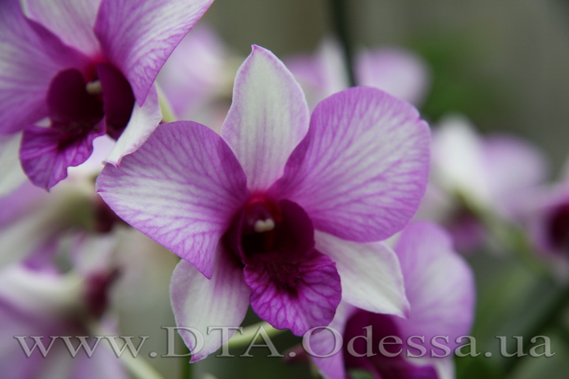 Dendrobium 'Sai Rung'