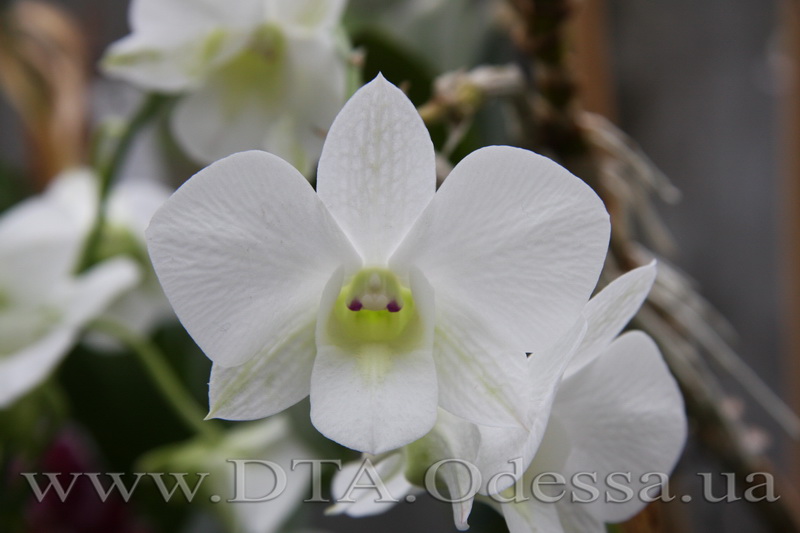 Dendrobium, Unknown Hibrid