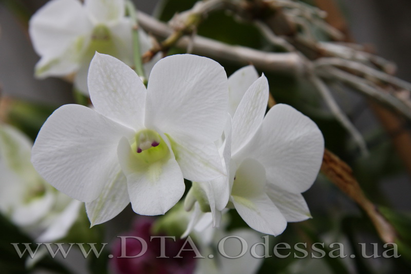 Dendrobium, Unknown Hibrid