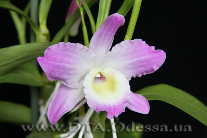 Dendrobium nobile Unknown Hibrid