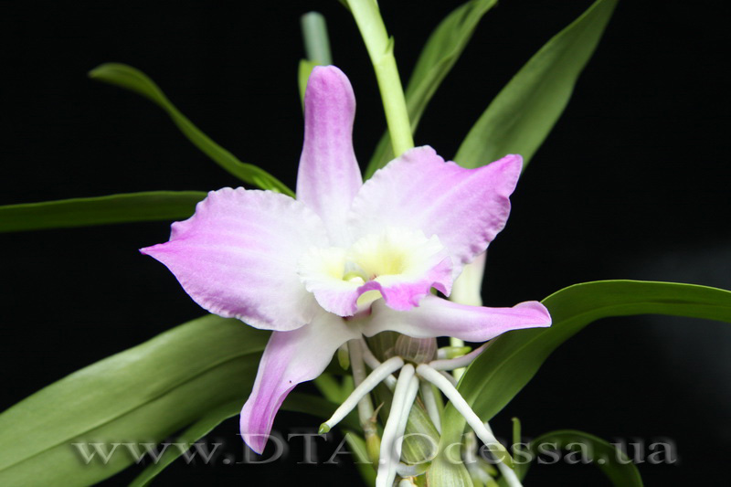 Dendrobium nobile Unknown Hibrid