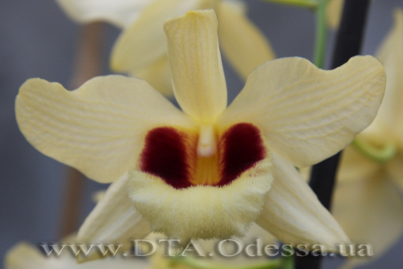 Dendrobium Gatton Sunray ( D.Pulchellum x D.Illustre )