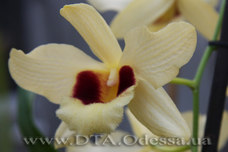 Dendrobium Gatton Sunray ( D.Pulchellum x D.Illustre )