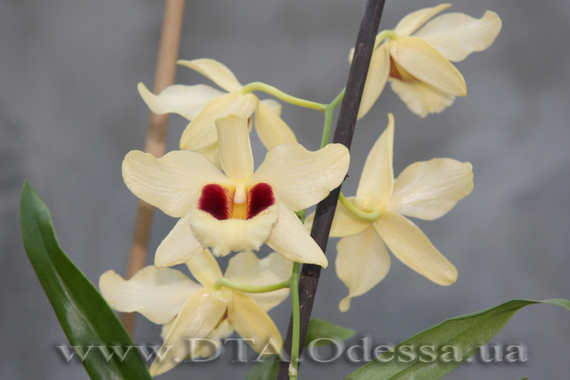 Dendrobium Gatton Sunray ( D.Pulchellum x D.Illustre )