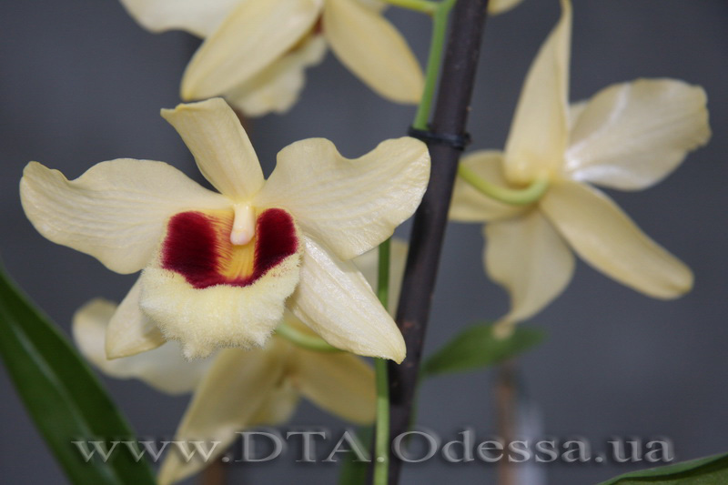 Dendrobium Gatton Sunray ( D.Pulchellum x D.Illustre )