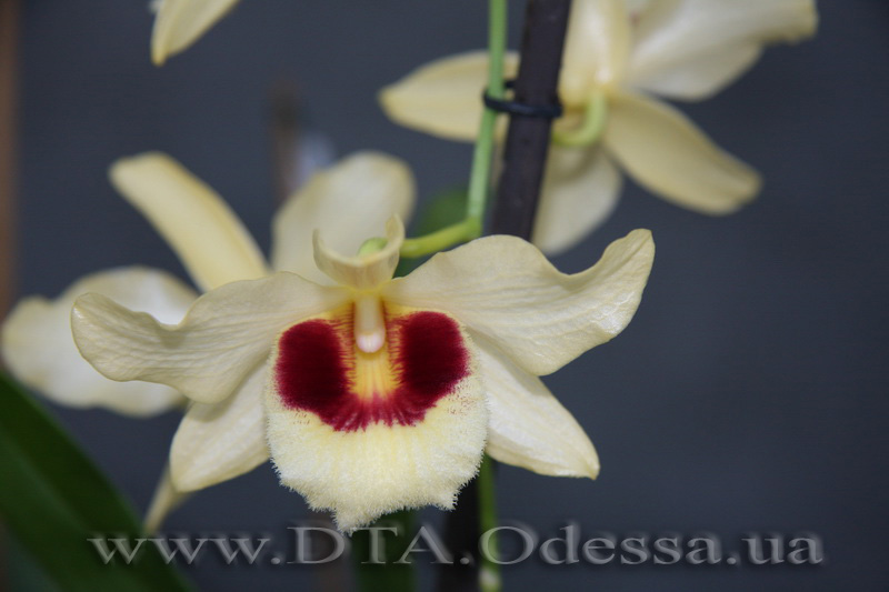 Dendrobium Gatton Sunray ( D.Pulchellum x D.Illustre )