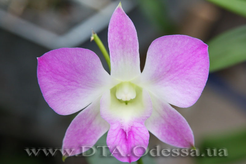 Dendrobium, Unknown Hibrid