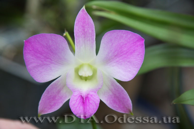 Dendrobium, Unknown Hibrid