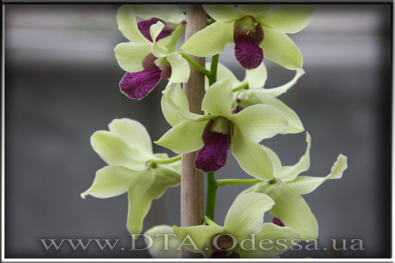 Dendrobium 'Anna Green'