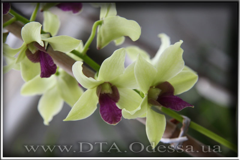 Dendrobium 'Anna Green'