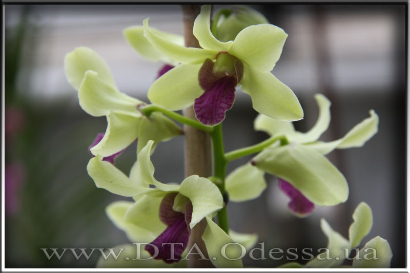 Dendrobium 'Anna Green'