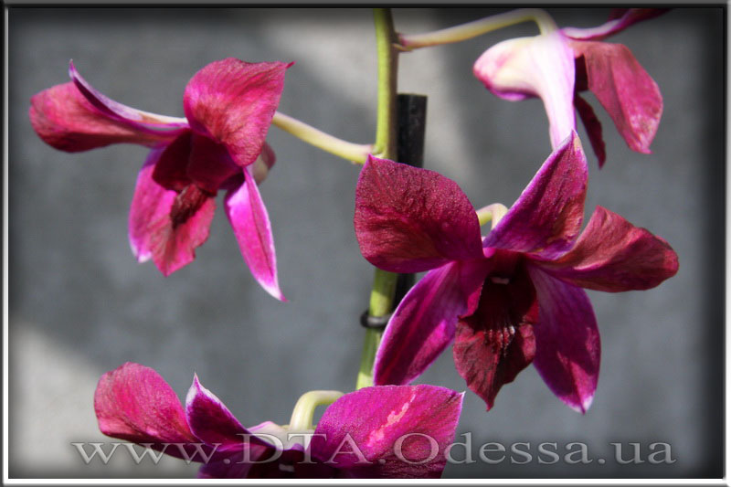 Dendrobium 'Unknown Hibrid'