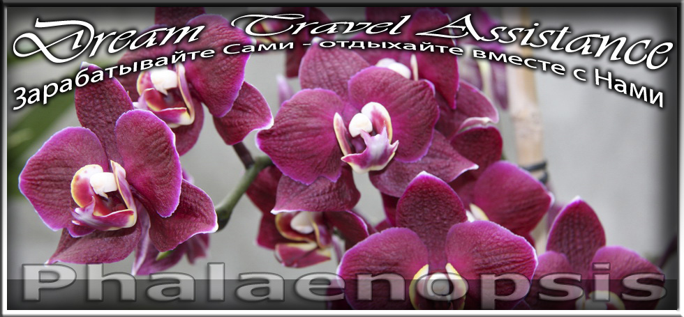 Орхидеи Phalaenopsis из частной коллекции на сайте любителей путешествовать www.dta.odessa.ua