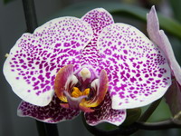 Phalaenopsis