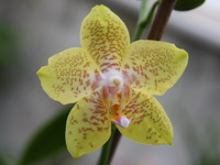 Phalaenopsis