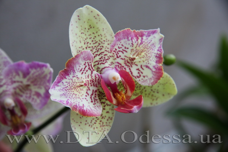 Phalaenopsis, Unknown Hibrid