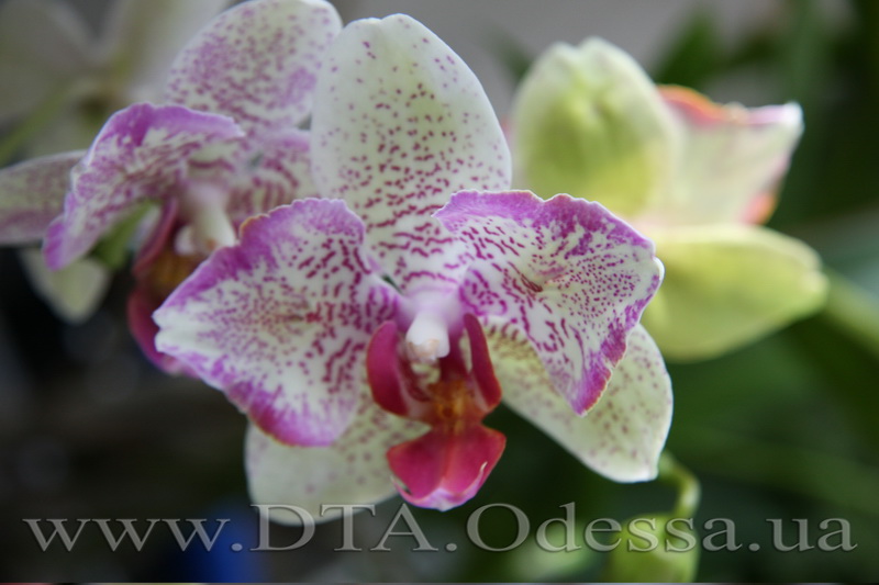 Phalaenopsis, Unknown Hibrid