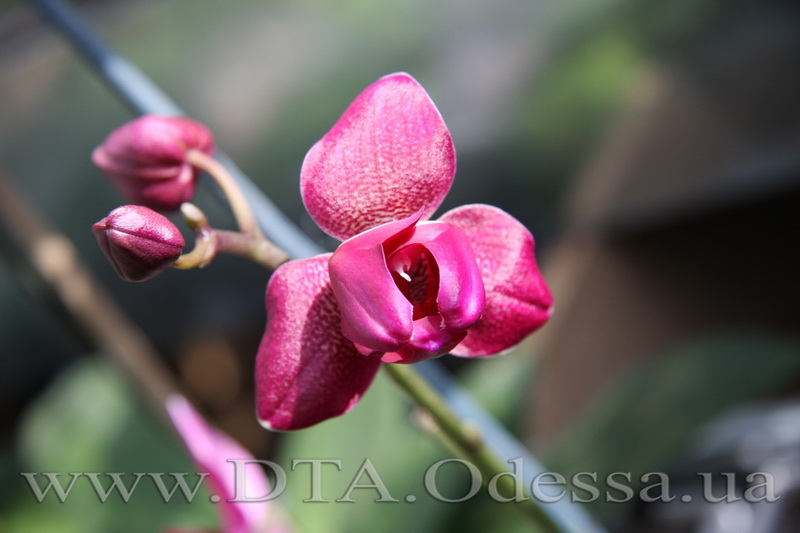 Phalaenopsis, 'Fureshing Wine Peloric'