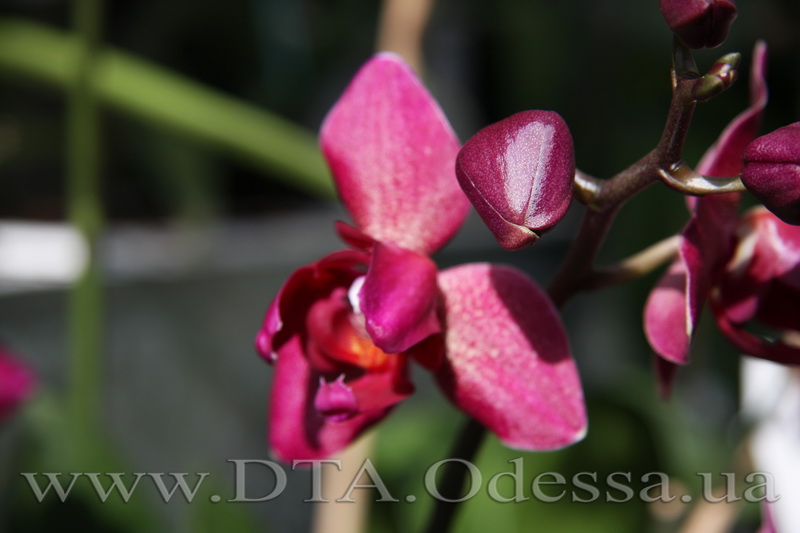 Phalaenopsis, 'Fureshing Wine Peloric'