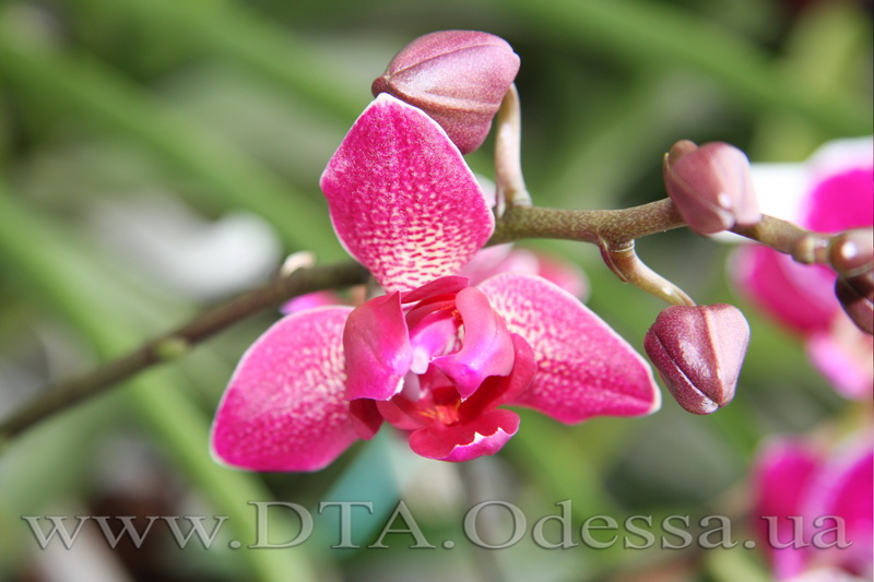 Phalaenopsis, 'Fureshing Wine Peloric'