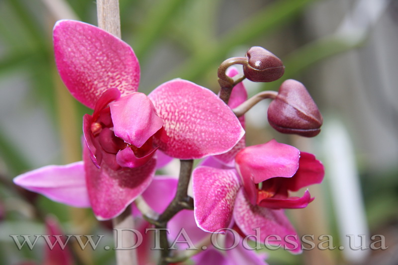 Phalaenopsis, 'Fureshing Wine Peloric'