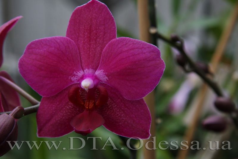 Phalaenopsis 'Sogo Grape'