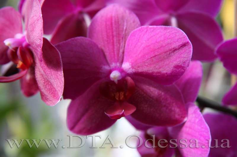 Phalaenopsis 'Sogo Grape'