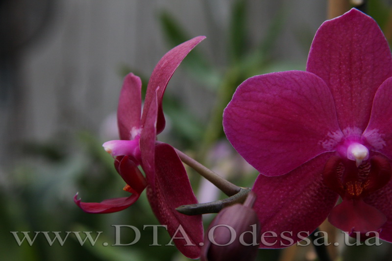 Phalaenopsis 'Sogo Grape'