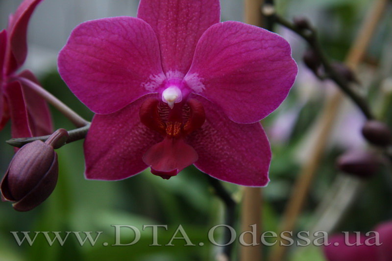 Phalaenopsis 'Sogo Grape'