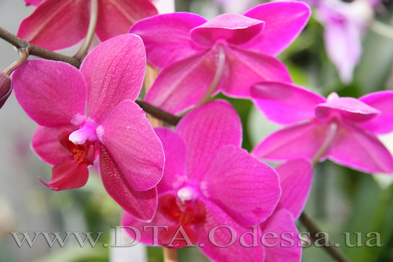 Phalaenopsis 'Sogo Grape'