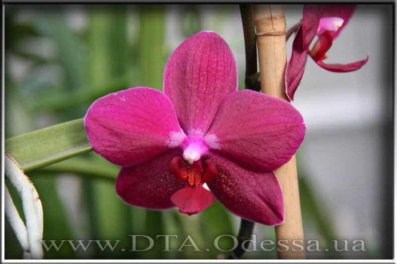 Phalaenopsis 'Sogo Grape'