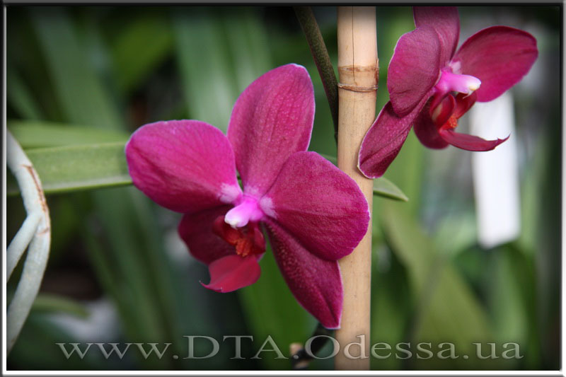 Phalaenopsis 'Sogo Grape'