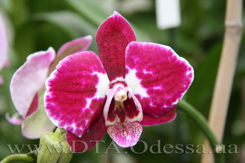 Phalaenopsis, Unknown Hibrid