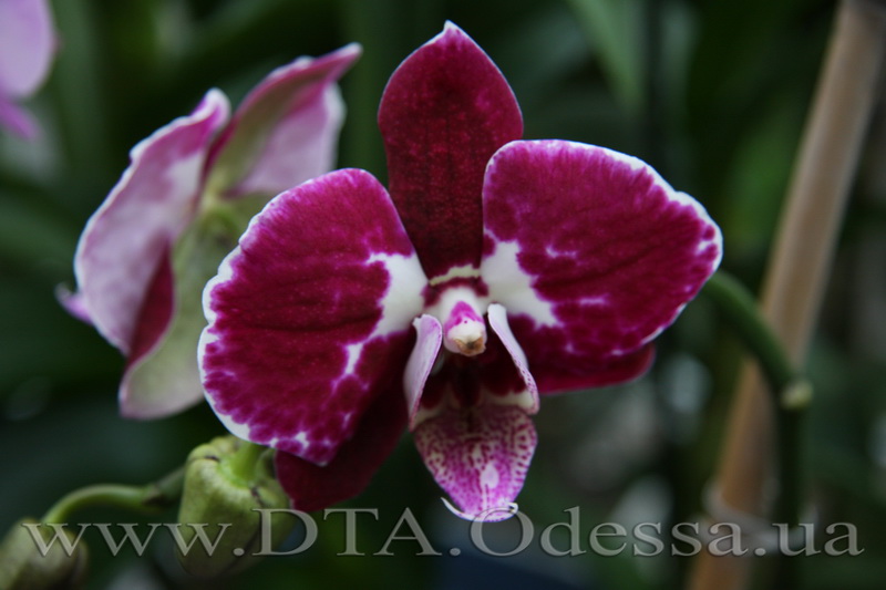 Phalaenopsis, Unknown Hibrid