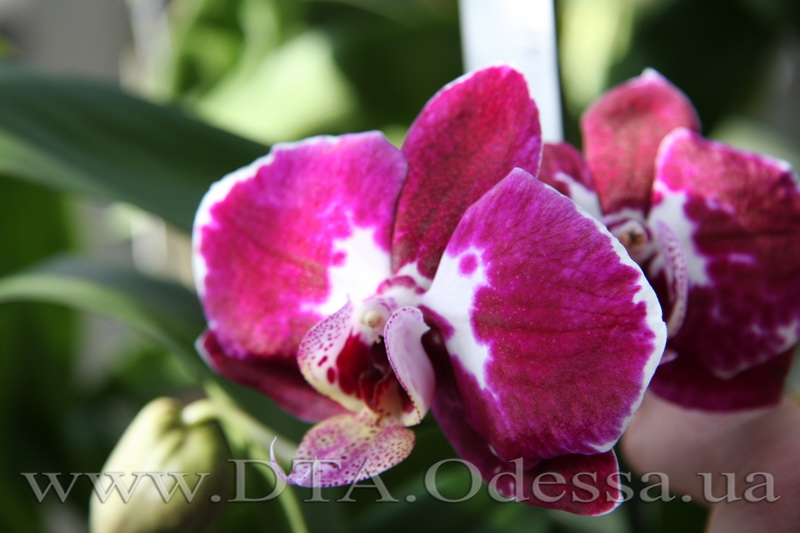 Phalaenopsis, Unknown Hibrid