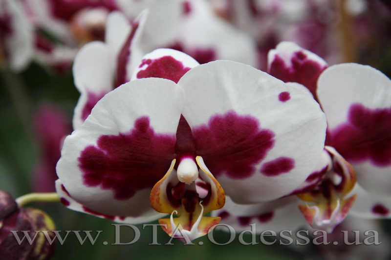 Phalaenopsis, Elegant Polka Dots