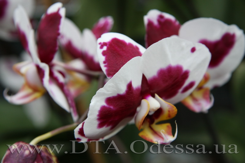 Phalaenopsis, Elegant Polka Dots