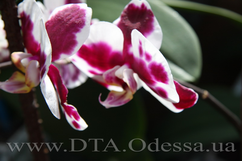 Phalaenopsis, Elegant Polka Dots