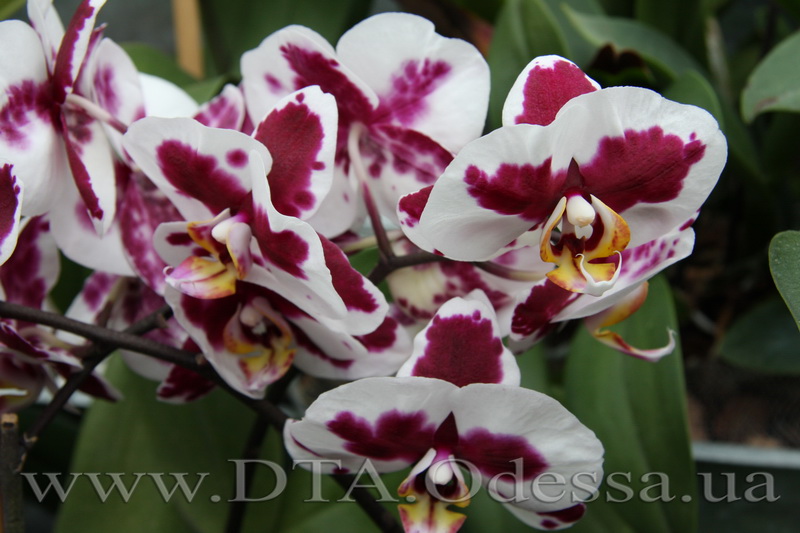 Phalaenopsis, Elegant Polka Dots