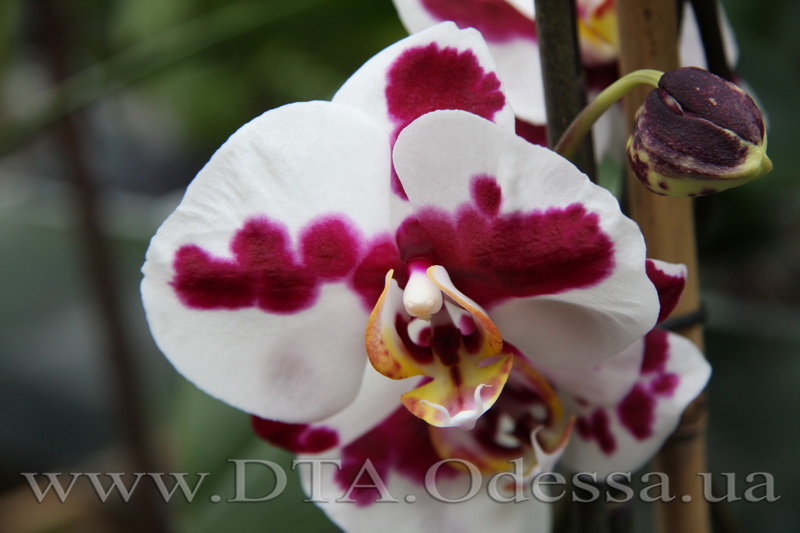 Phalaenopsis, Elegant Polka Dots