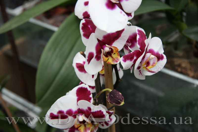 Phalaenopsis, Elegant Polka Dots