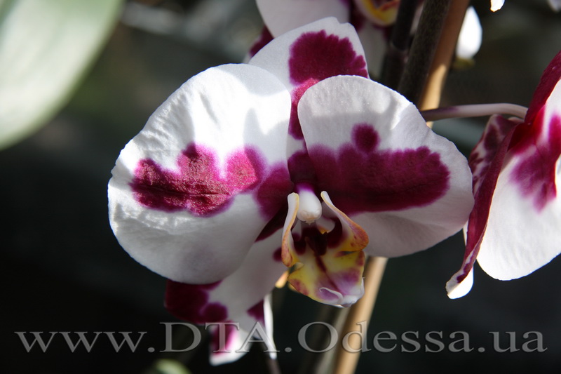 Phalaenopsis, Elegant Polka Dots