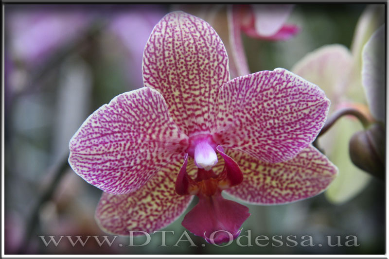 Phalaenopsis, Unknown Hibrid