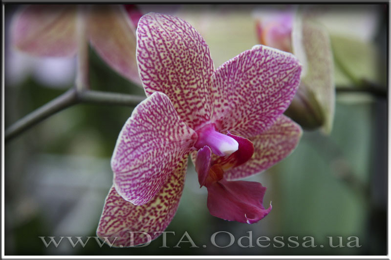 Phalaenopsis, Unknown Hibrid