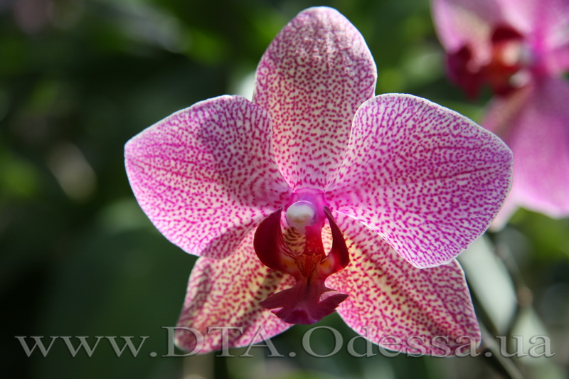 Phalaenopsis, Unknown Hibrid