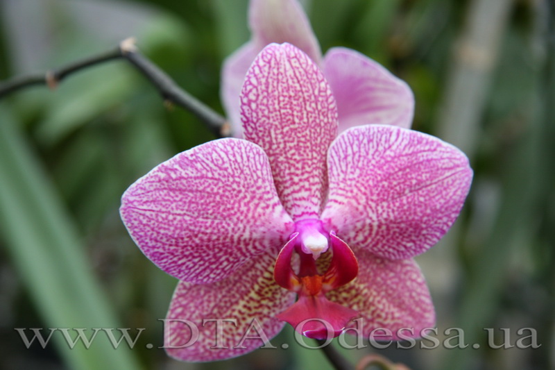 Phalaenopsis, Unknown Hibrid