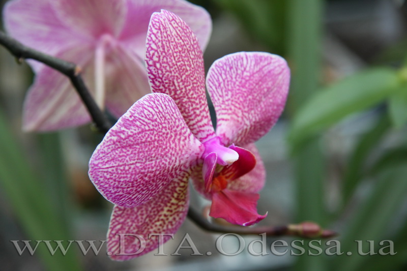 Phalaenopsis, Unknown Hibrid