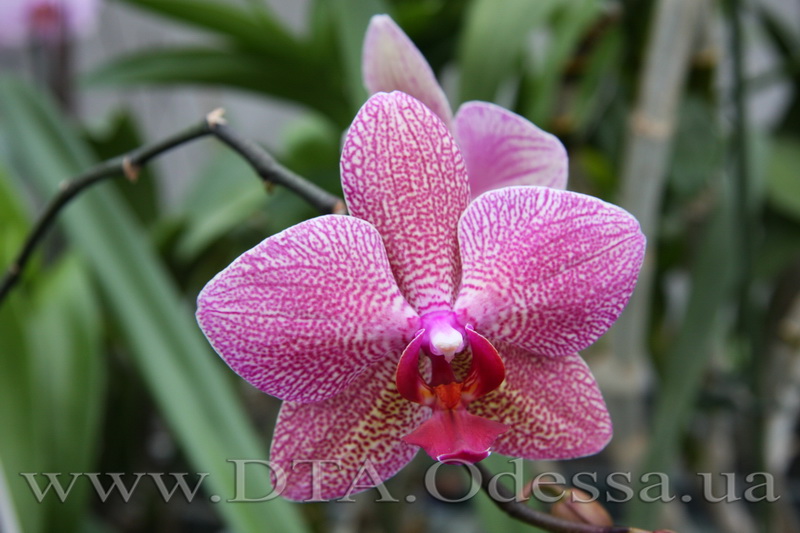 Phalaenopsis, Unknown Hibrid