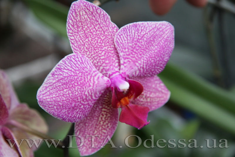 Phalaenopsis, Unknown Hibrid