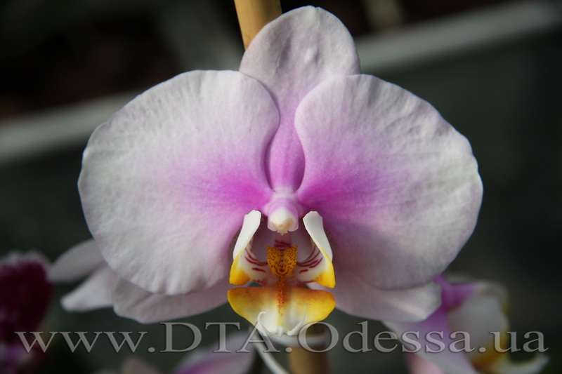 Phalaenopsis, Maki Watanabe 'Bedford-Wickford' AM AOS